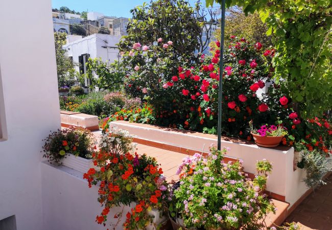 Apartment in Ponza - La Maison Fiorita - mono La Vite -